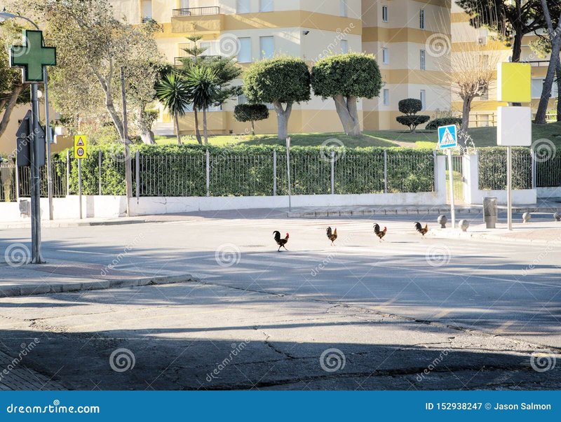 Overview of chicken road oficial